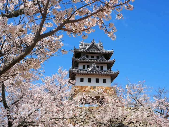 早春の淡路島でお花見を